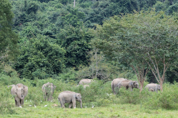 istock Asiatic Elephant is big five animal in 971629622
