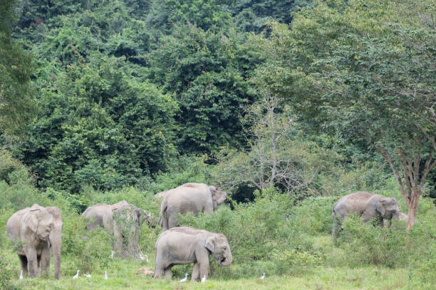 istock Asiatic Elephant is big five animal in 971629854