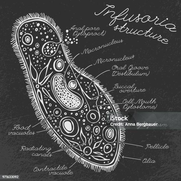Infusoria Infusoria Hand Drawn Image Stock Illustration - Download Image Now ...