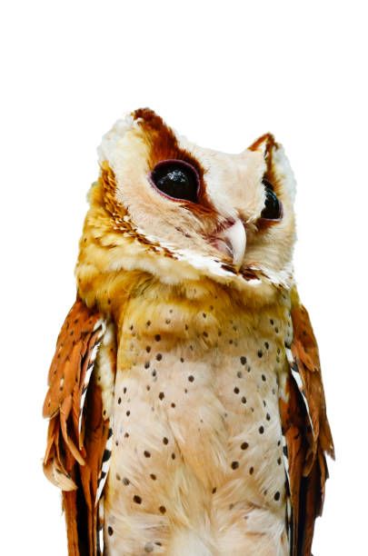 istock The owl on a white background. 971633810