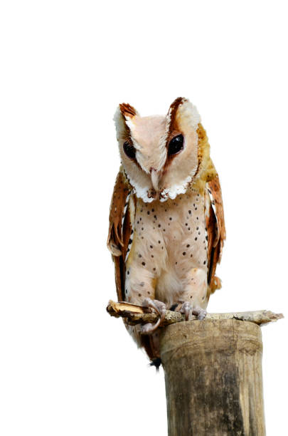 istock The owl on a white background. 971633842