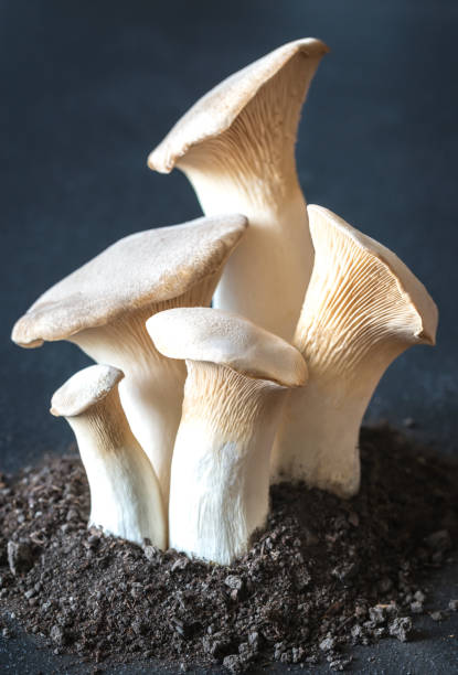 istock King oyster mushrooms 971633912