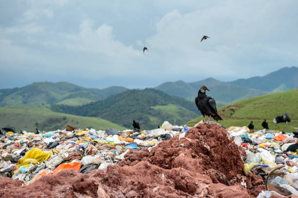 wysypisko śmieci w stanie rio de janeiro - landfill garbage dump garbage bird zdjęcia i obrazy z banku zdjęć