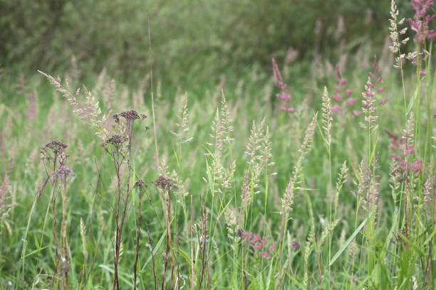 istock Tall Grass in the Wetlands, Canada 971636852
