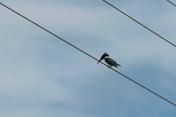 istock Wild birds from all over the world 971639574