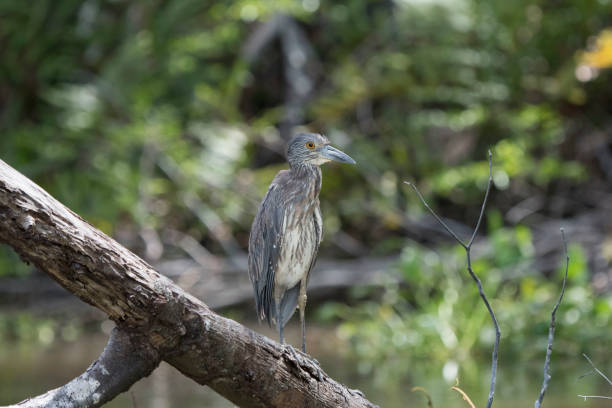 istock Wild birds from the world 971639978