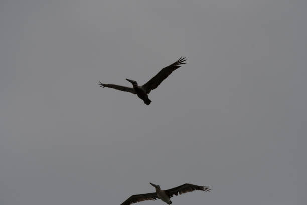 istock Wild birds from the world 971640174