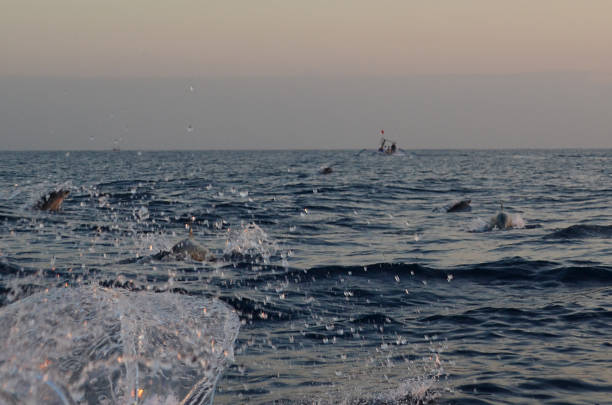 istock Dolphin watching during the sunrise time at Sanur, Bali. 971643044