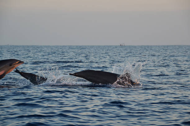 istock Dolphin watching during the sunrise time at Sanur, Bali. 971643186