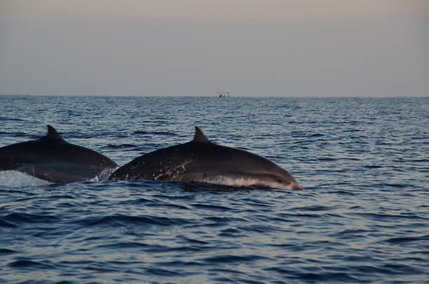 istock Dolphin watching during the sunrise time at Sanur, Bali. 971643226