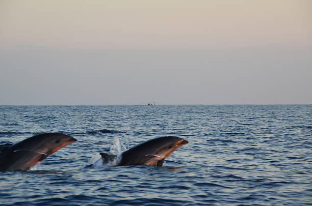 istock Dolphin watching during the sunrise time at Sanur, Bali. 971643230