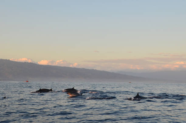 istock Dolphin watching during the sunrise time at Sanur, Bali. 971643446