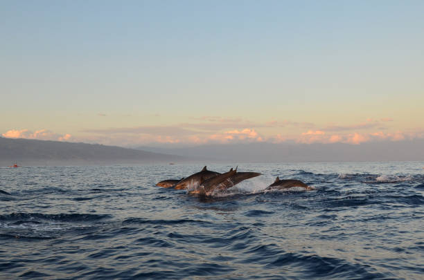 istock Dolphin watching during the sunrise time at Sanur, Bali. 971643486
