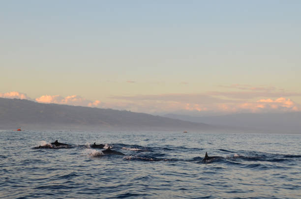 istock Dolphin watching during the sunrise time at Sanur, Bali. 971643490