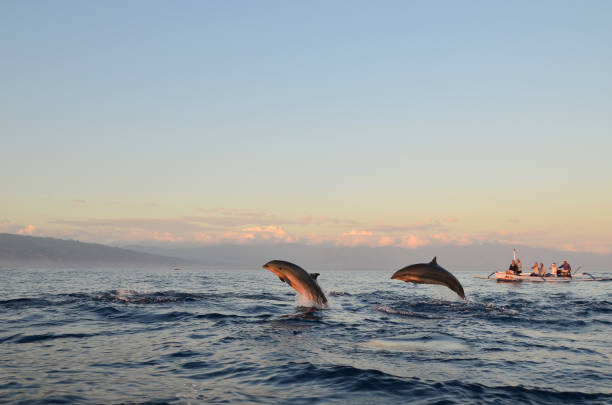 dolphin watching during the sunrise time at sanur, bali. - sanur imagens e fotografias de stock