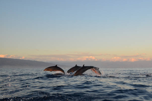 Dolphin watching during the sunrise time at Sanur, Bali.