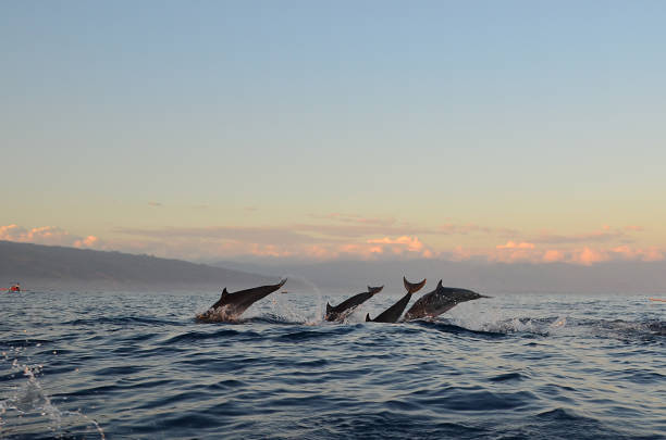 istock Dolphin watching during the sunrise time at Sanur, Bali. 971643570