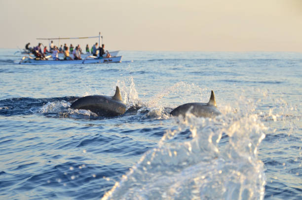 istock Dolphin watching during the sunrise time at Sanur, Bali. 971645648