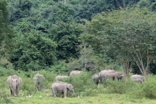 istock Asiatic Elephant is big five animal in 971646428