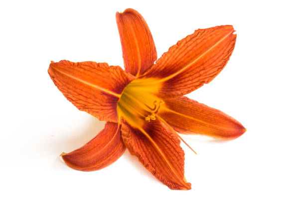 istock Orange lily flower isolated on white background. 971646482