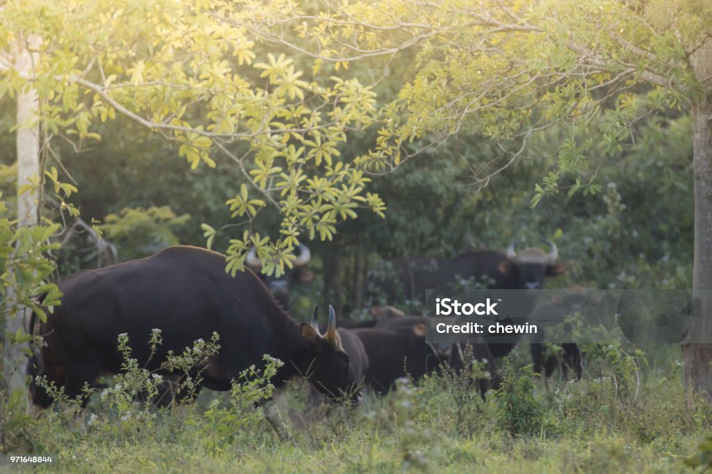 Gaurs Are Among The Largest Living Land Animals Stock Photo - Download Image Now - Animal, Bull - Animal, Cattle - iStock Gaurs Are Among The Largest Living Land Animals Stock Photo - Download Image Now - Animal, Bull - Animal, Cattle - iStock