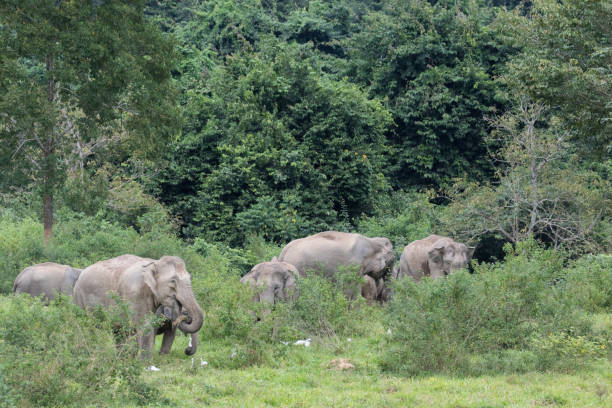 istock Asiatic Elephant is big five animal in 971653958