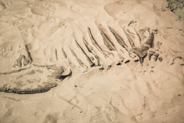 istock Dinosaur fossil found, Primitive animals bone discovered. 971654440