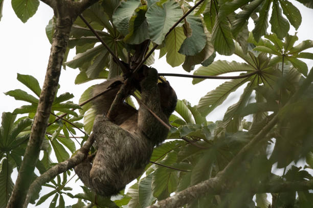 istock Silhouette photos of a wild sloth 971654540
