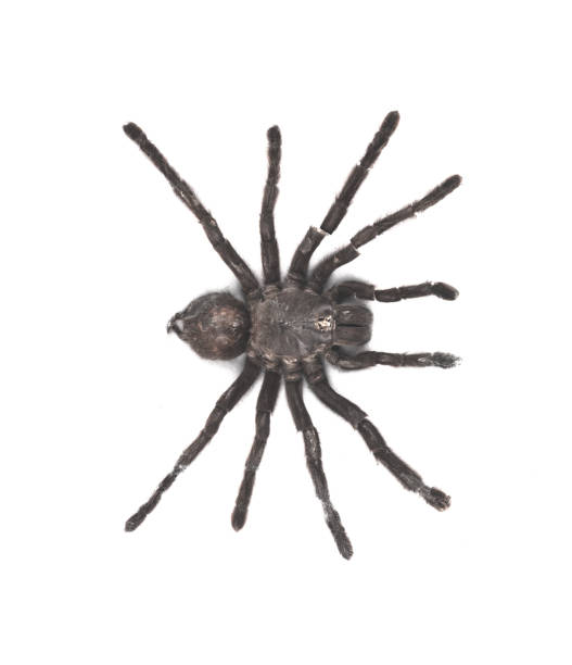 istock spider tarantula on white isolated background 971654744