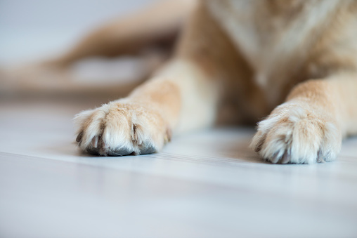 Golden retriever paw on hardwood floor.