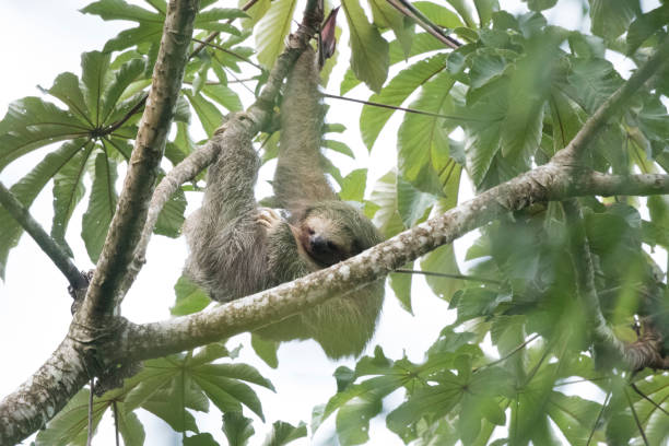 istock A wild sloth in its natural habitat 971654772