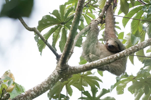 istock A wild sloth in its natural habitat 971654840