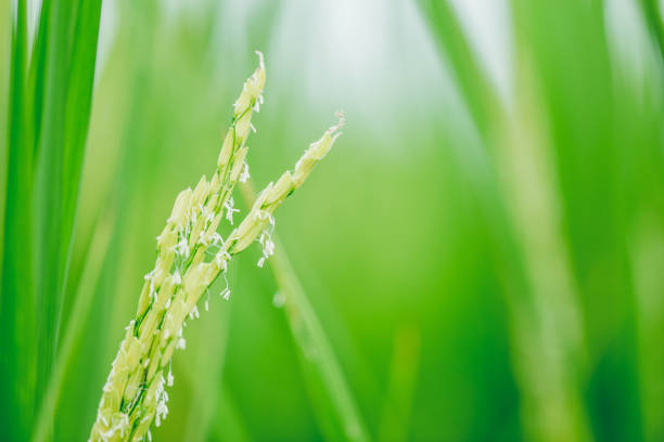 grüner reis closeup reis pflanzensamen und weiße blume jasmin - rice cereal plant white rice white stock-fotos und bilder