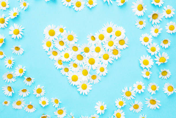 istock daisies in a heart shape on blue background 971659702
