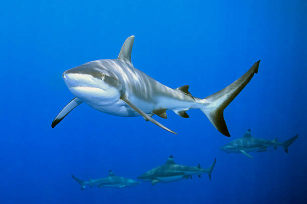 Sharks  blacktip reef shark stock pictures, royalty-free photos & images