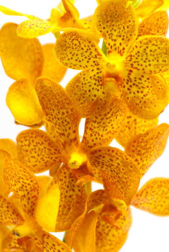 Close up of fresh cut yellow orchids