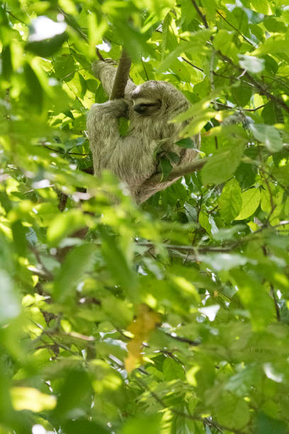 istock Wild Animales of the rain forrest 971663176