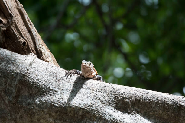 istock Wild animals of a rain forrest 971665954