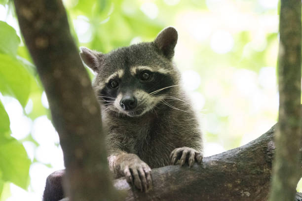 istock Wild animals of a rain forrest 971666024