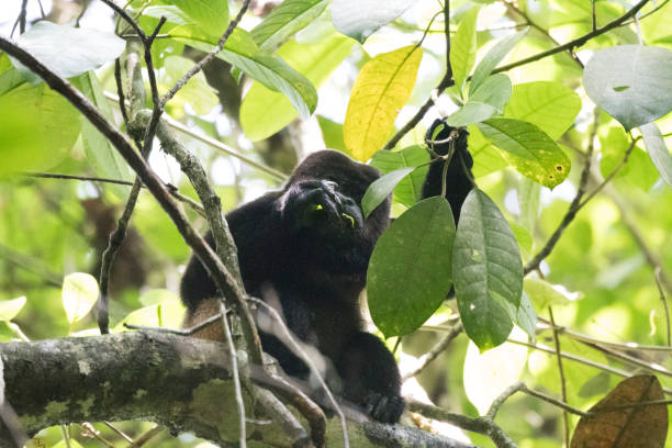 istock Wild animals of a rain forrest 971666044