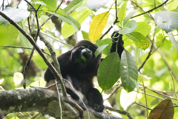 istock Wild animals of a rain forrest 971666048