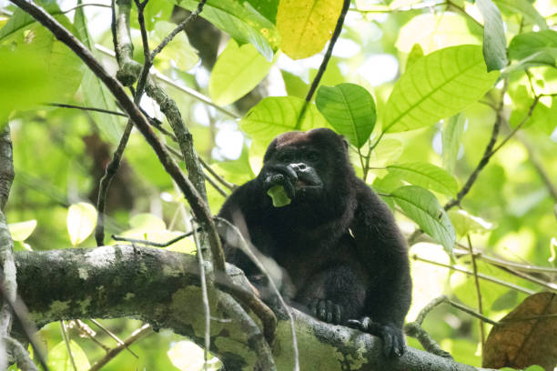istock Wild animals of a rain forrest 971666112
