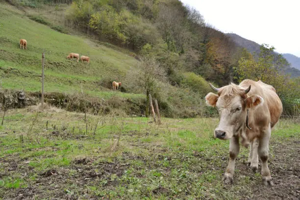 Brown young cow is standing on the field in the mountains and watching. Behind it there are other cows grazing on the hill.