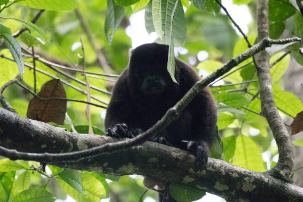 istock Wild animals of the rain forrest 971666718