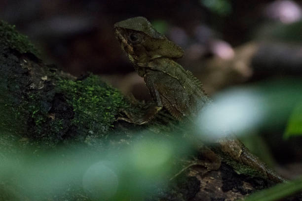 istock Wild animals of the rain forrest 971666746