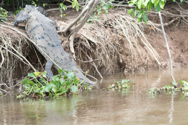 istock Wild animals of the rain forrest 971667052