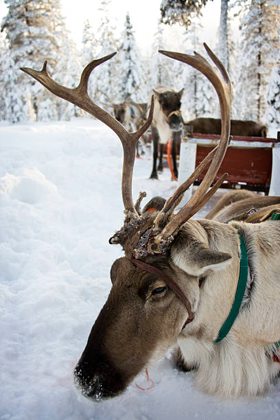 istock Reindeer Safari Resting 97166730