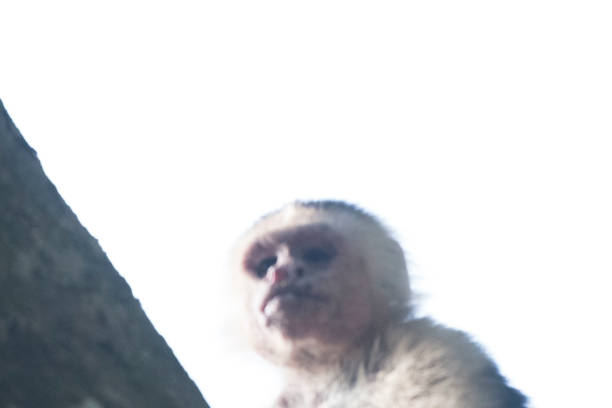 Wild animals of a rain forrest such as sloths, iguanas, lizards, birds, raccoons, and more