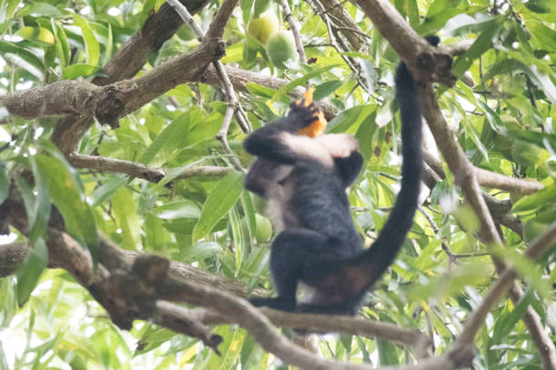istock Wild animals of the rain forrest 971670106