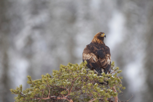 Golden Eagle (aquila chrysaetos) sitting on the treetop and looking around